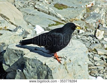 The Alpine Chough (pyrrhocorax Graculus), Yellow-billed Chough, Die Alpendohle, Bergdohle Oder Jochd