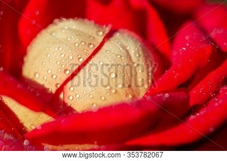 Close-up Red Rose With Water Drops. Macrography. Soft Focus. Mothers Day, 8 Of March, Valentines Day