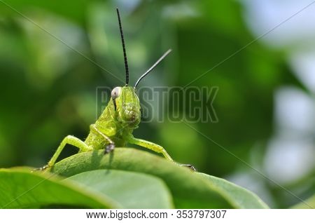 Grasshopper Stay In Green Leaf Closeup Bokeh