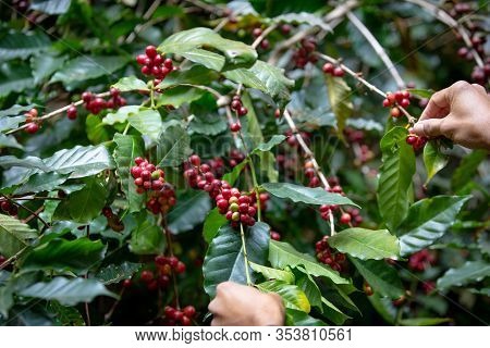 Kind Of Typica Coffee Berries On Branch With Agriculturist Hands By Planting Mixed Substances With F
