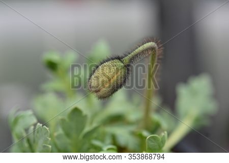 Iceland Poppy Flower Bud - Latin Name - Papaver Nudicaule