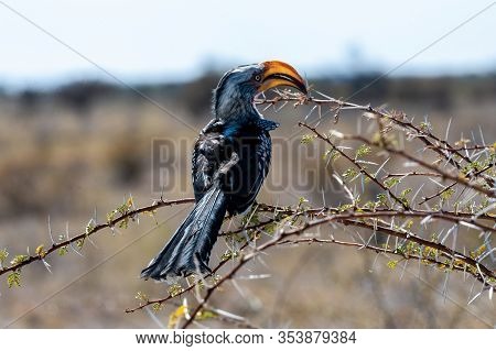 Closeup Of A Southern Yellow-billed Hornbill - Tockus Leucomelas- Sitting On A Branch Of A Tree In E