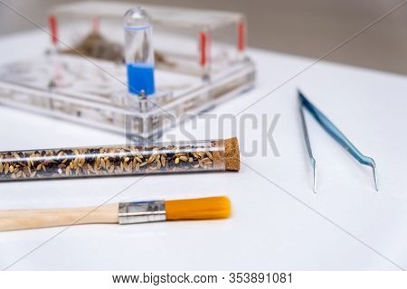 Acrylic Ant Farm, Formicarium With Messor Ants And Tools For Care And Feeding On A White Background.