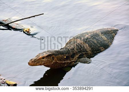 Bangkok, Th - Dec 13: Reptile Creature At Dusit Zoo On December 13, 2016 In Khao Din Park, Bangkok, 