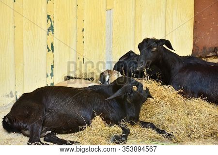 Bangkok, Th - Dec 13: Goat At Dusit Zoo On December 13, 2016 In Khao Din Park, Bangkok, Thailand. Du