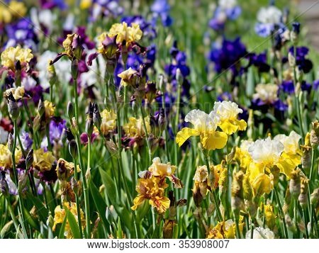 Multi-colored Irises