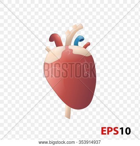 Heart Human Internal Vector Photo Free Trial Bigstock