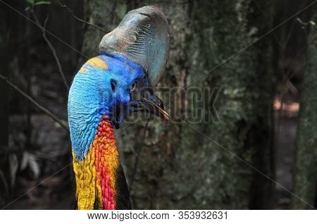 Nature Closeup Of A Southern Cassowary Outdoor