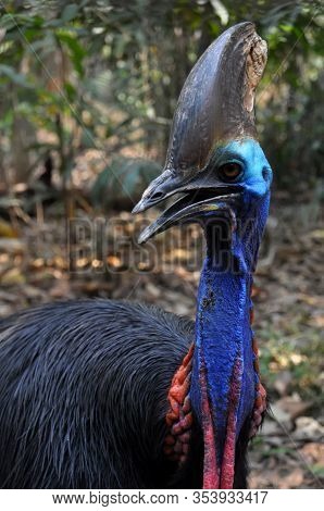 Nature Closeup Of A Southern Cassowary Outdoor