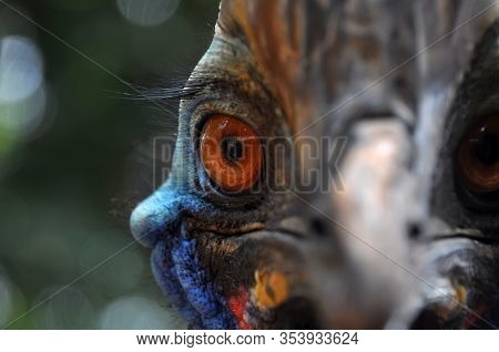 Nature Closeup Of A Southern Cassowary Outdoor