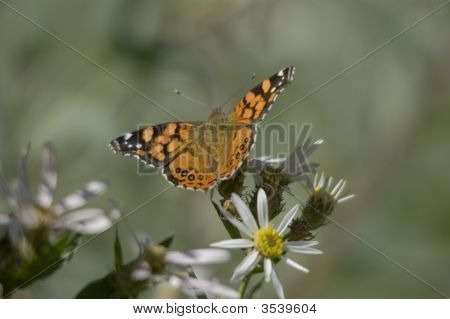 ผีเสื้อ Painted Lady