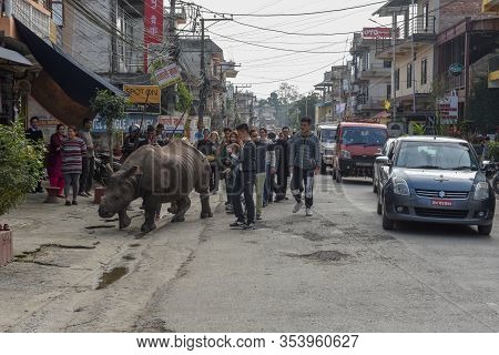 Rhino Taking A Walk In The Streets Of Sauraha In Nepal