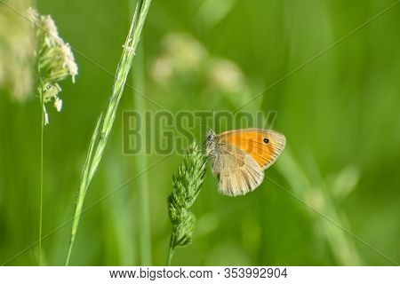 The Small Heath Butterfly, Coenonympha Pamphilus  In The Grass