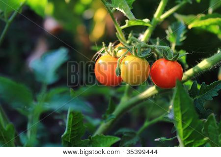 3 Tomates