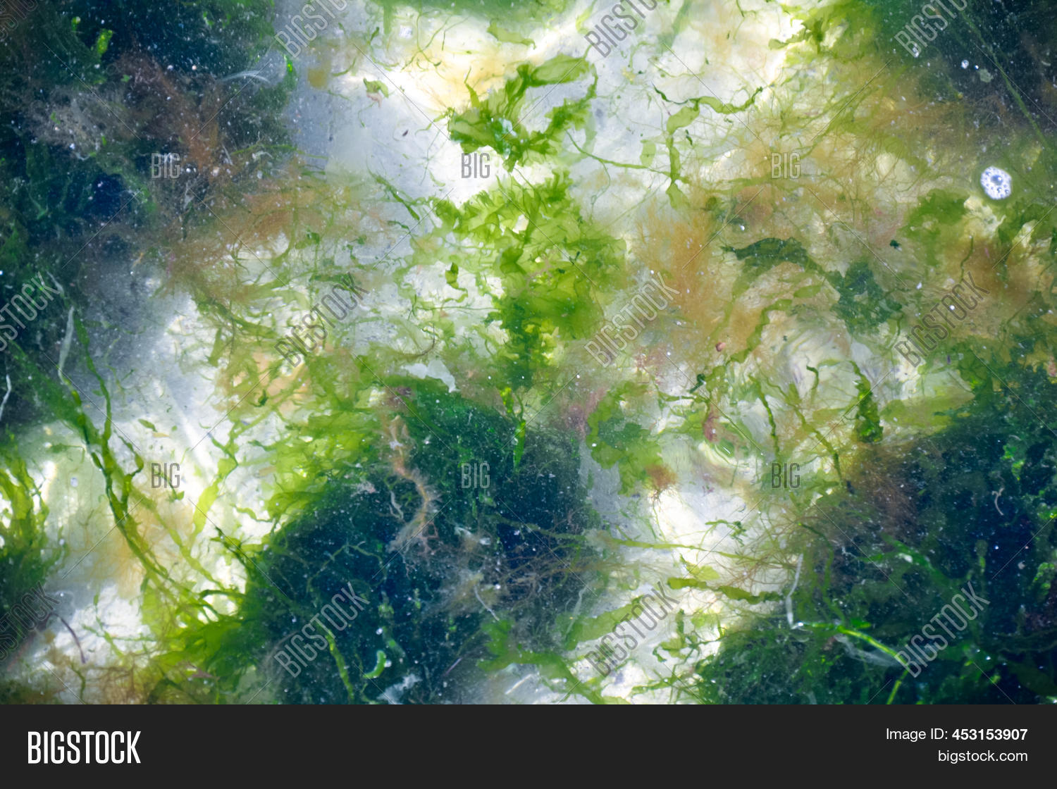 Seaweed On Beach. Image & Photo (Free Trial) Bigstock