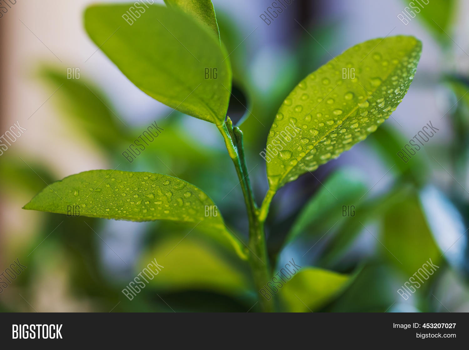 Citrus Tree Leaves Dew Image & Photo (Free Trial) Bigstock