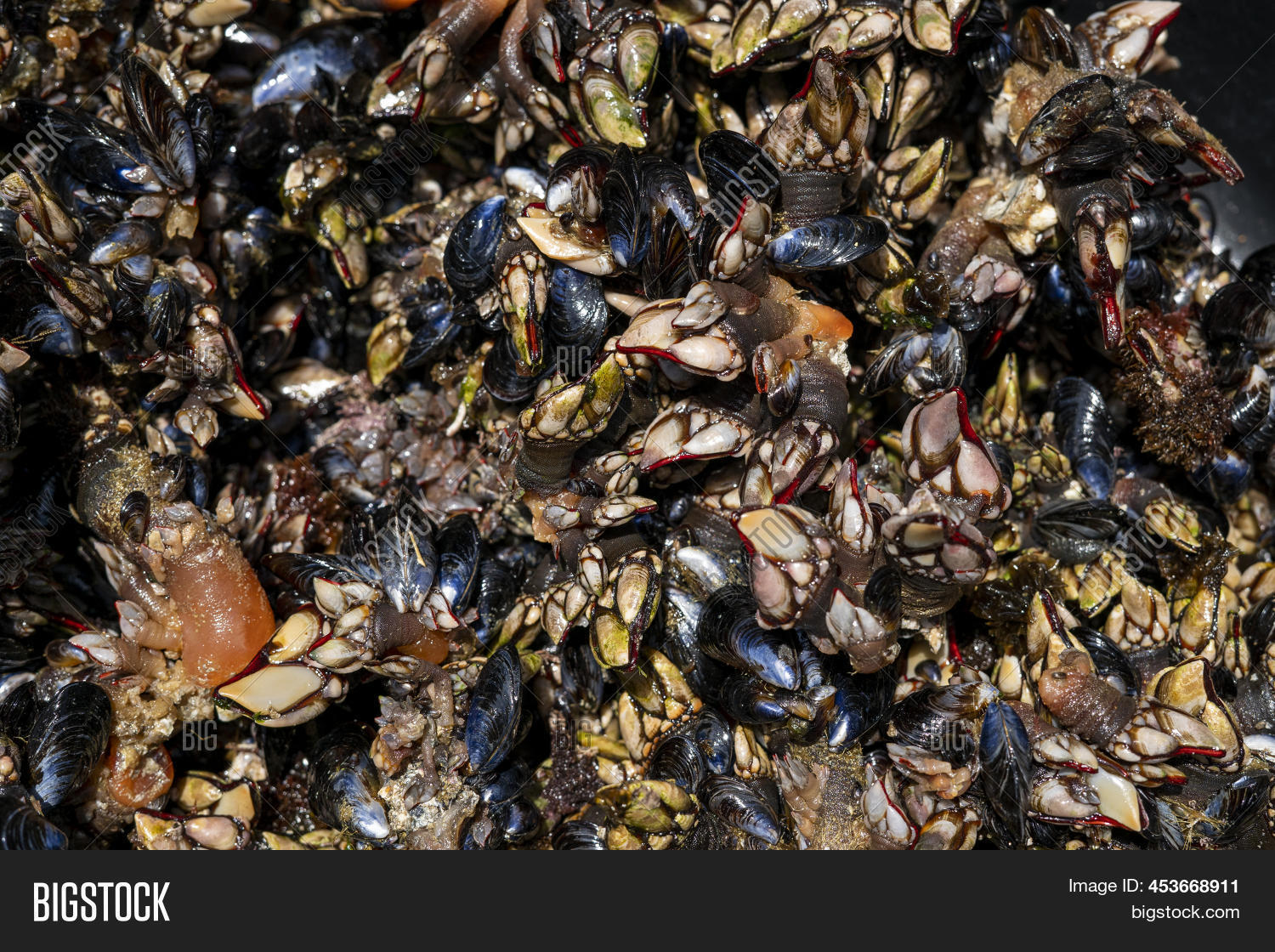 Goose Barnacles Known Image & Photo (Free Trial) Bigstock