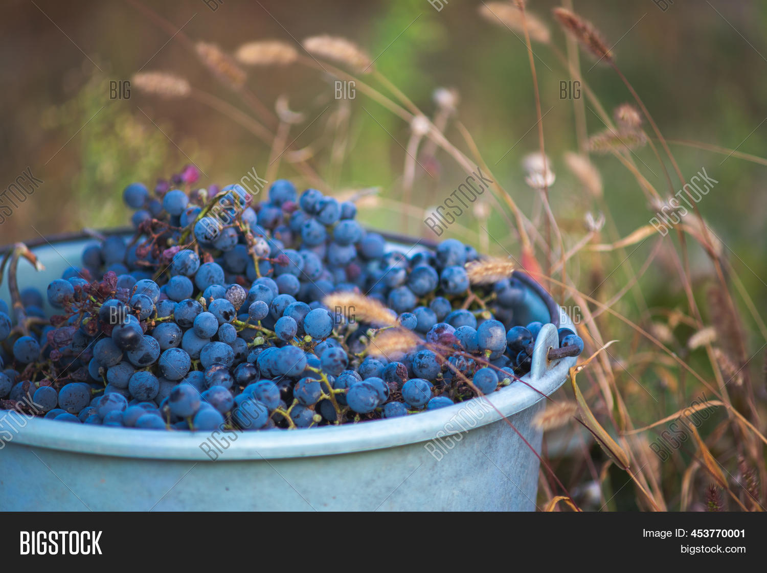 Bucket Grapes During Image & Photo (Free Trial) Bigstock