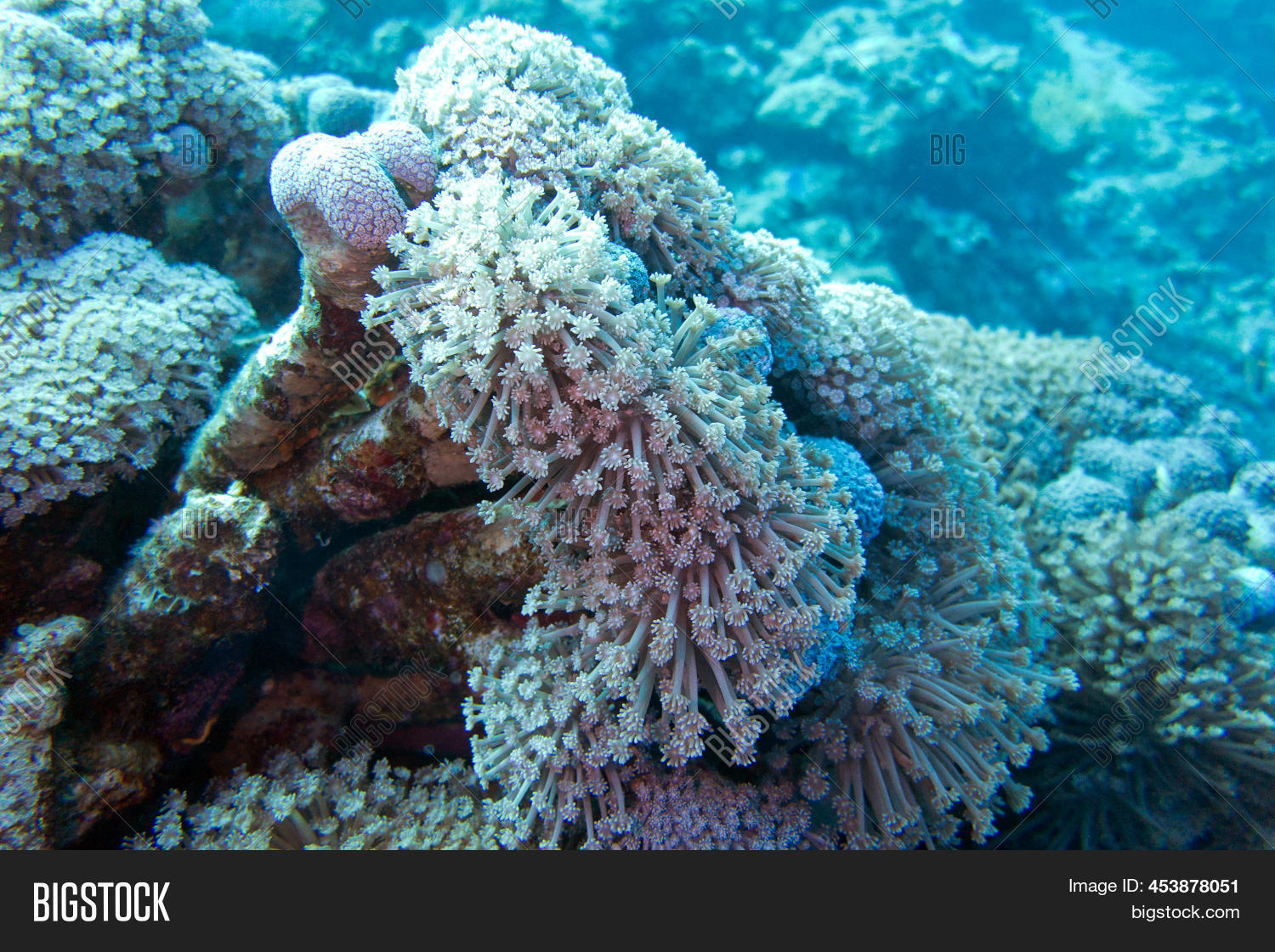 Coral Reef Soft Coral Image & Photo (Free Trial) Bigstock