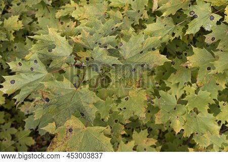 Green Maple Leaves Infected With Fungus In The Form Of Black Specks Closeup