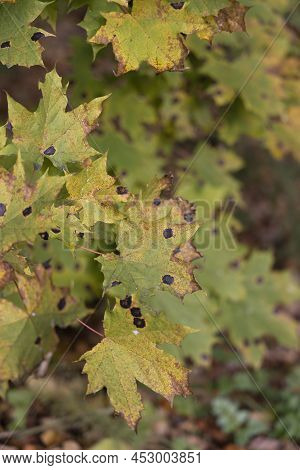 Several Maple Leaves Infected With A Plant Pathogen On A Blurred Natural Background