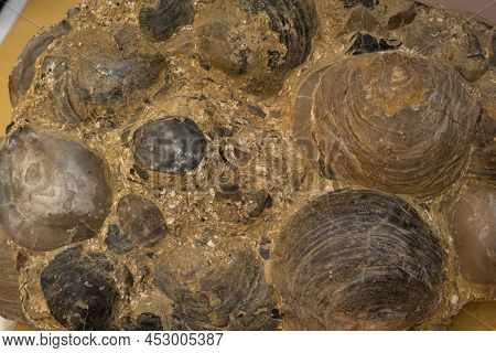 Accumulation Of Crustaceans. Cretaceous Period, Mineral. Close-up, Texture Of Bivalves