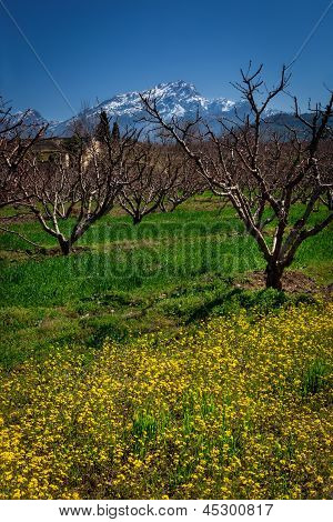 Orchard персика