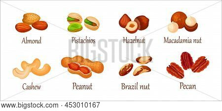 Set Of Fresh And Tasty Nuts On White Background. Vector Almond, Pistachios, Hazel, Macadamia Nut, Ca