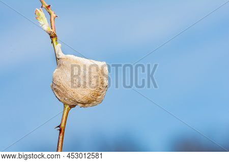 A Close Up Of A Praying Mantis Ootheca
