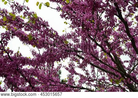 Cercis Siliquastrum Blooming Tree. Pink Flowers Background. Judas Tree Branches In Pink Blossom. Bea