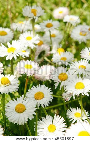 Camomiles