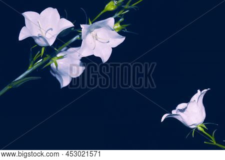 Delicate White Flowers. Campanula Carpatica Blooms In The Summer In The Garden.