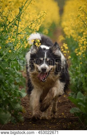 Border Collie Is Running In Yellow Colza. He Is Running For His Breader