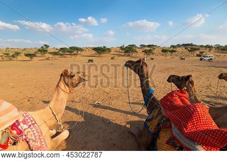 Camels With Traditional Dresses, Waiting Beside Road For Tourists For Camel Ride At Thar Desert, Raj