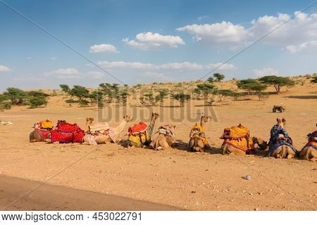 Camels With Traditional Dresses, Waiting Beside Road For Tourists For Camel Ride At Thar Desert, Raj