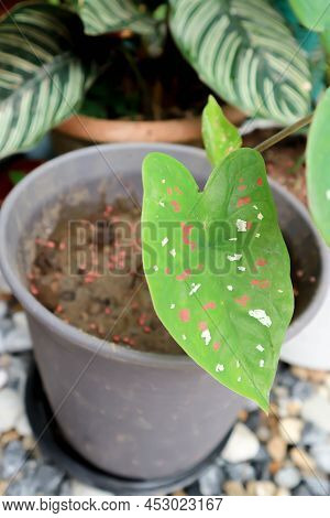 Dieffenbachia Seguine ,caladium Bicolor Or Araceae Or Bicolor Plant