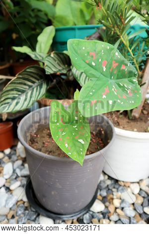 Dieffenbachia Seguine ,caladium Bicolor Or Araceae Or Bicolor Plant