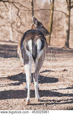 Charming Deer Butt In The Danish Forest