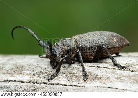 Long-horned Weaver Beetle (lamia Textor) On A Dry Tree Trunk In A Pine Forest