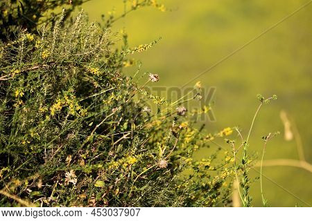 Chaparral Plants With Wildflower Blossoms During Spring Taken At A Chaparral Woodland In The Rural S