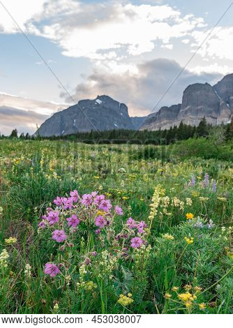 Sticky Geraniums In Front Of Wildflower Field And Mountains