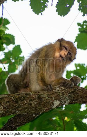 Close-up Shot Of Barbary Macaque (macaca Sylvanus)