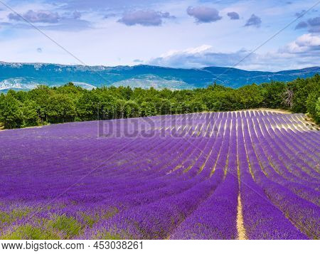 Blooming Lavender Field. Rural Countryside Landscape With Mountains On Horizon. Puimoisson Region, P