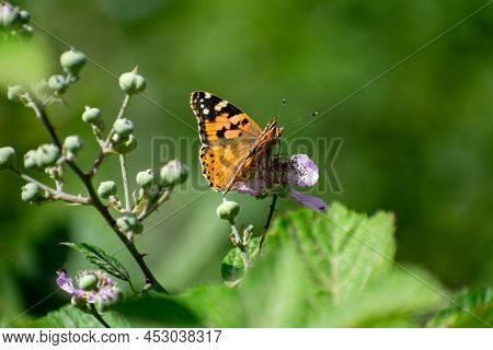Close-up Shot Of Painted Lady (vanessa Cardui) Feeding From A Flower