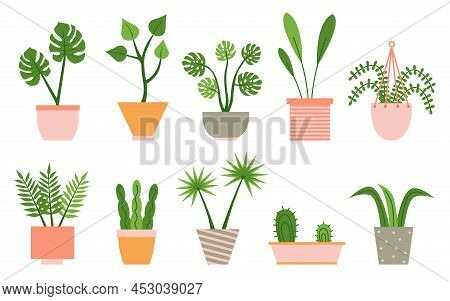 Houseplants In Colorful Pastel Flower Pots Set. Urban Jungle Decor. For Interior, Botany, House Deco