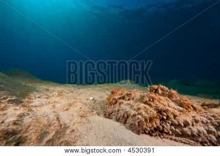 Stonefish