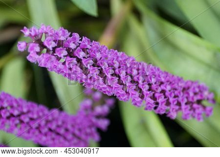 Beautiful Purple Cliuster Of Arpophyllum Giganteum Orchids