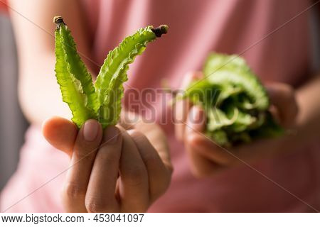 Winged Bean Or Princess Bean Holding By Woman Hand, Organic Vegetable From Local Market In Southeast