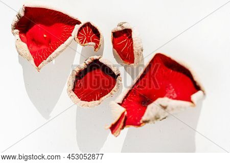 Sarcoscypha austriaca or Sarcoscypha coccinea isolated