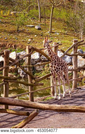 Giraffe High Angle View In The Zoo Pairi Daiza, Belgium